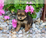 Small #1 Pom-A-Poo