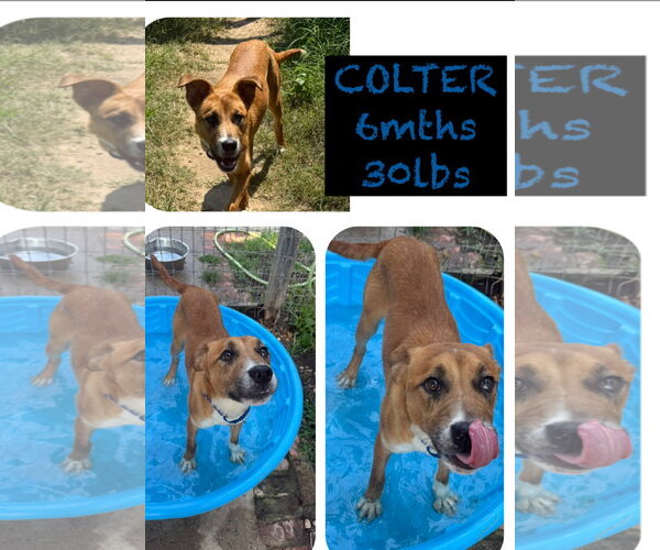 Medium Photo #7 Retriever -Unknown Mix Puppy For Sale in Woodbury, NY, USA