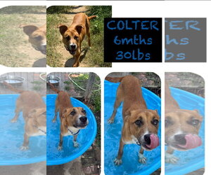 ODIN - Male Retriever -Unknown Mix Dog for Adoption - Photo #7