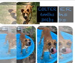 Small #6 Retriever  Mix