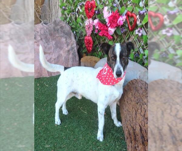 Medium Photo #1 Mutt Puppy For Sale in Oklahoma City, OK, USA