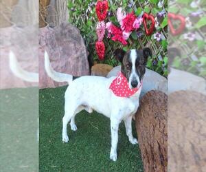 Mutt Dogs for adoption in Oklahoma City, OK, USA