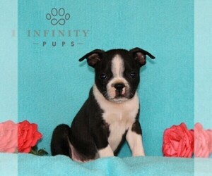 Boston Terrier Puppy for sale in NOTTINGHAM, PA, USA