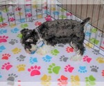 Small Photo #6 Schnauzer (Miniature) Puppy For Sale in ORO VALLEY, AZ, USA