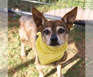 Chihuahua-Unknown Mix Dogs for adoption in San Antonio, TX, USA