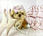 Small #18 Shih Tzu