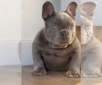 Small Photo #12 French Bulldog Puppy For Sale in LONG BEACH, CA, USA