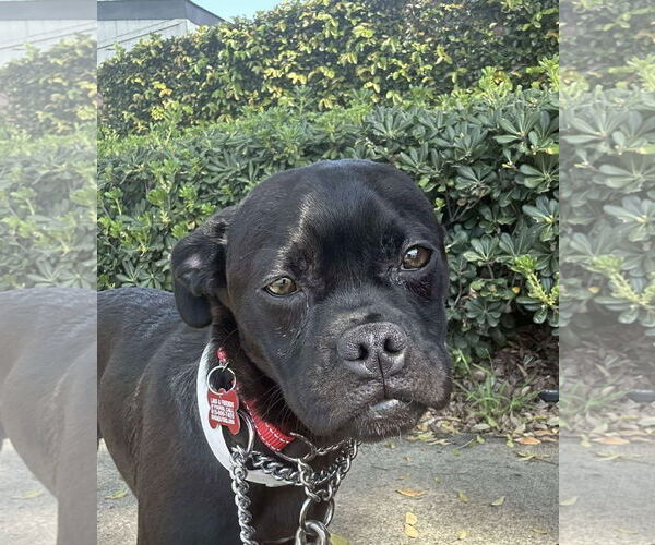 Medium Photo #2 Pug-Unknown Mix Puppy For Sale in San Diego, CA, USA