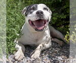 Small #1 American Staffordshire Terrier