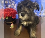 Small #19 Schnauzer (Miniature)