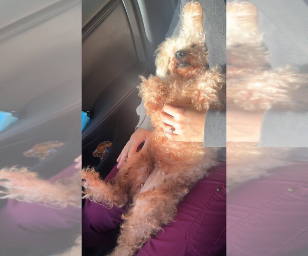 Medium Photo #4 Poodle (Miniature)-Unknown Mix Puppy For Sale in Mooresville, NC, USA