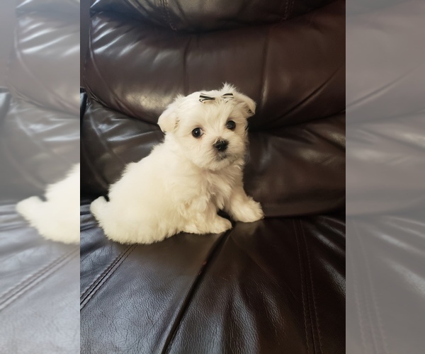 Medium Photo #4 Maltese Puppy For Sale in OPELIKA, AL, USA