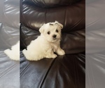 Small Photo #4 Maltese Puppy For Sale in OPELIKA, AL, USA