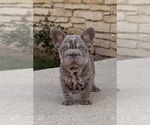 Puppy Blue French Bulldog