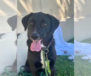 Labrador Retriever-Unknown Mix Dogs for adoption in San Diego, CA, USA
