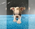 Small #5 Boston Terrier