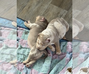American Bully Puppy for sale in MASON CITY, IA, USA