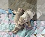 Small American Bully