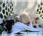 Small #2 Spaniel Mix