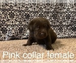 Small Photo #3 Labrador Retriever Puppy For Sale in CHEWELAH, WA, USA