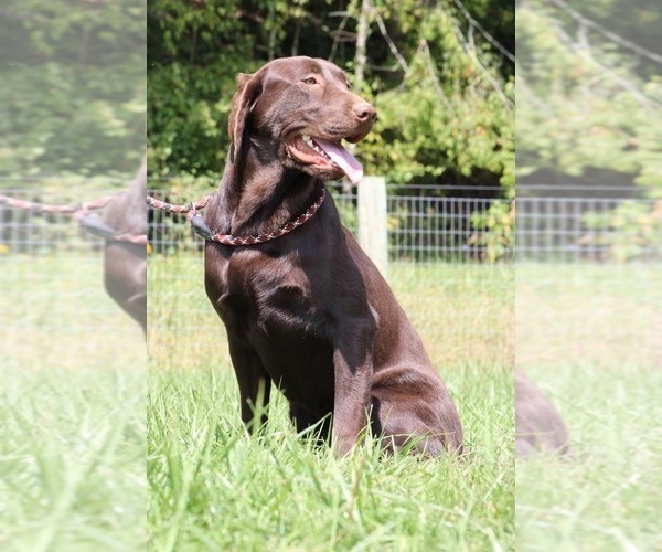 Medium Photo #1 Labrador Retriever Puppy For Sale in NEOLA, WV, USA