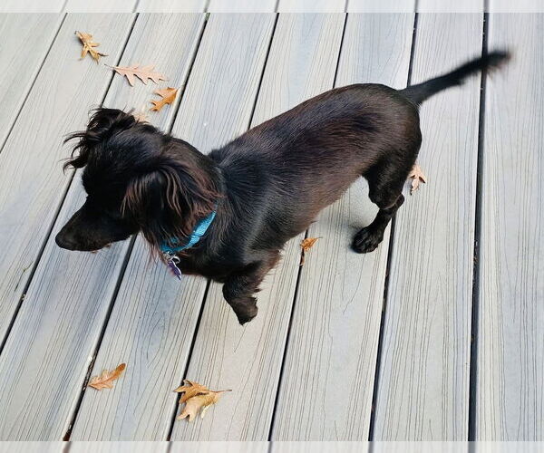 Medium Photo #6 Dachshund-Unknown Mix Puppy For Sale in Oak Bluffs, MA, USA
