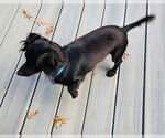 Small #5 Dachshund Mix