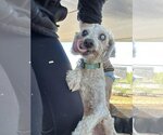 Small #4 Poodle (Miniature) Mix