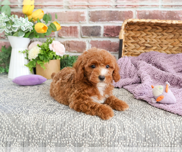 Medium Photo #6 Poodle (Miniature) Puppy For Sale in SYRACUSE, IN, USA