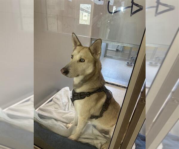 Medium Photo #2 Siberian Husky-Unknown Mix Puppy For Sale in Elk Grove, CA, USA