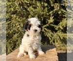 Small #2 Bernedoodle (Miniature)