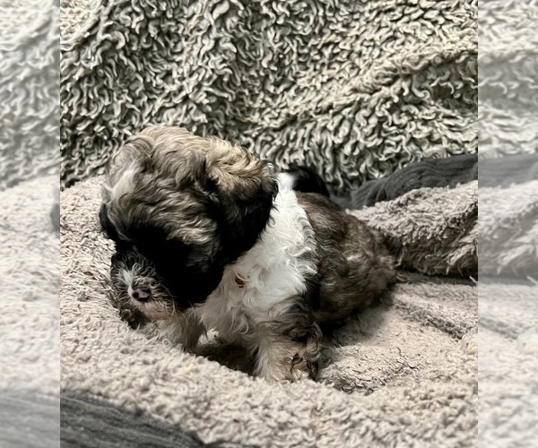 Medium Photo #14 Zuchon Puppy For Sale in RENO, NV, USA