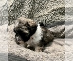 Small Photo #14 Zuchon Puppy For Sale in RENO, NV, USA