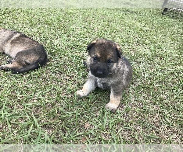 Medium Photo #12 German Shepherd Dog Puppy For Sale in ZEPHYRHILLS, FL, USA