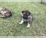 Small Photo #12 German Shepherd Dog Puppy For Sale in ZEPHYRHILLS, FL, USA