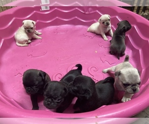 Pug Puppy for sale in LANCASTER, SC, USA