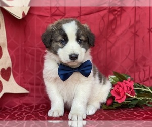 Border Collie-Maremma Sheepdog Mix Puppy for sale in LANCASTER, PA, USA