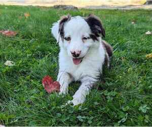 Miniature Australian Shepherd Puppy for Sale in SANDOWN, New Hampshire USA