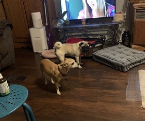 Father of the Chug puppies born on 10/22/2025