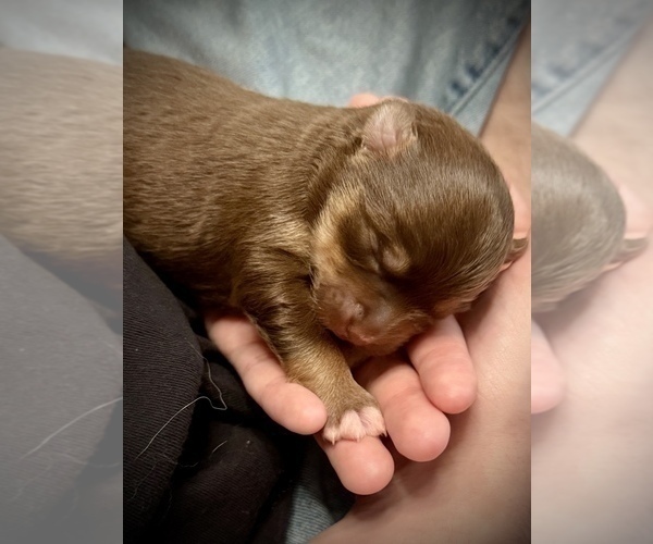 Medium Photo #3 Miniature Australian Shepherd-Pomsky Mix Puppy For Sale in CHICAGO, IL, USA