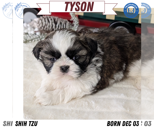 Medium Photo #30 Shih Tzu Puppy For Sale in GOSHEN, IN, USA