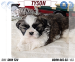 Puppy Tyson Shih Tzu