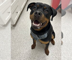 Rottweiler Dogs for adoption in Lancaster, PA, USA
