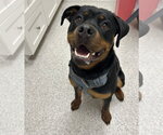 Small Rottweiler