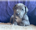 Small Great Dane