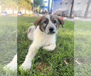 Australian Shepherd-Unknown Mix Dogs for adoption in Sandy, UT, USA