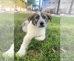 Small Australian Shepherd Mix