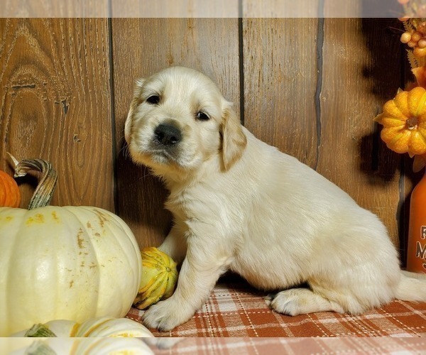 Medium Photo #3 English Cream Golden Retriever Puppy For Sale in PEYTON, CO, USA