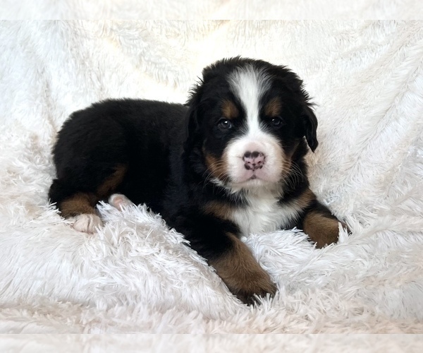 Medium Photo #3 Bernese Mountain Dog Puppy For Sale in CUYAHOGA FALLS, OH, USA