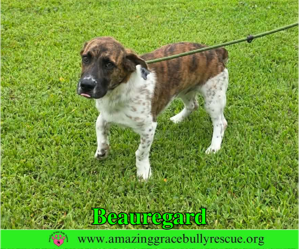 Medium Photo #6 Basset Hound-Unknown Mix Puppy For Sale in Milton, FL, USA